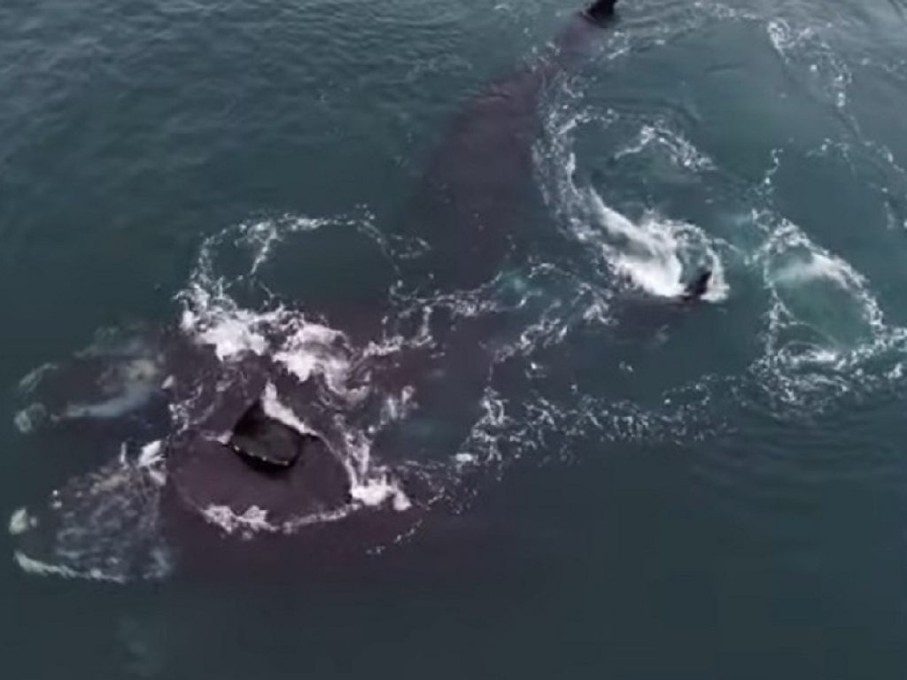 Due balene che si abbracciano