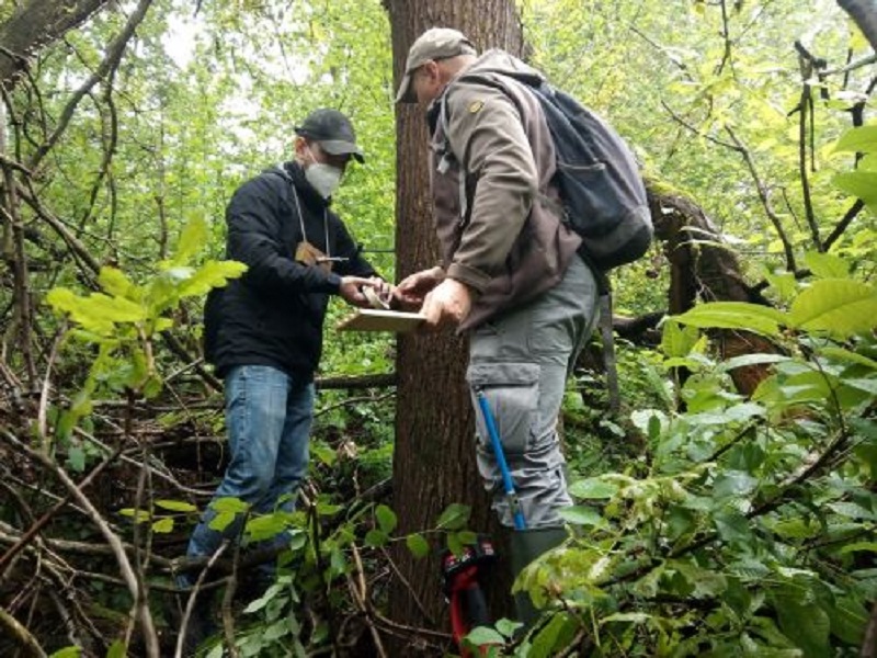 Campionamento querce resq