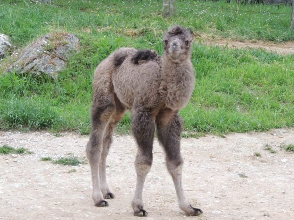 Cucciolo di cammello zoo di falconara