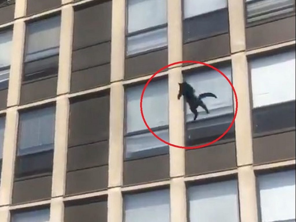 Gatto in volo cade da un palazzo