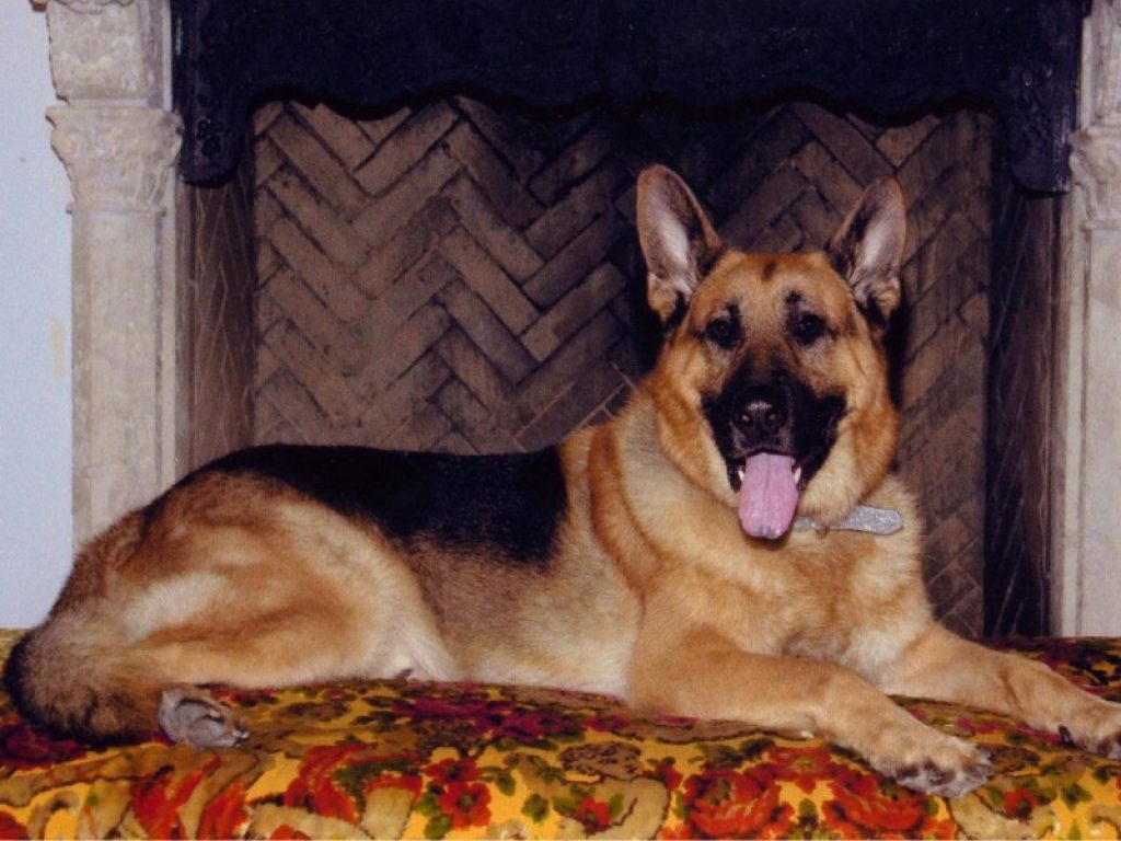 Cane gunther ritratto