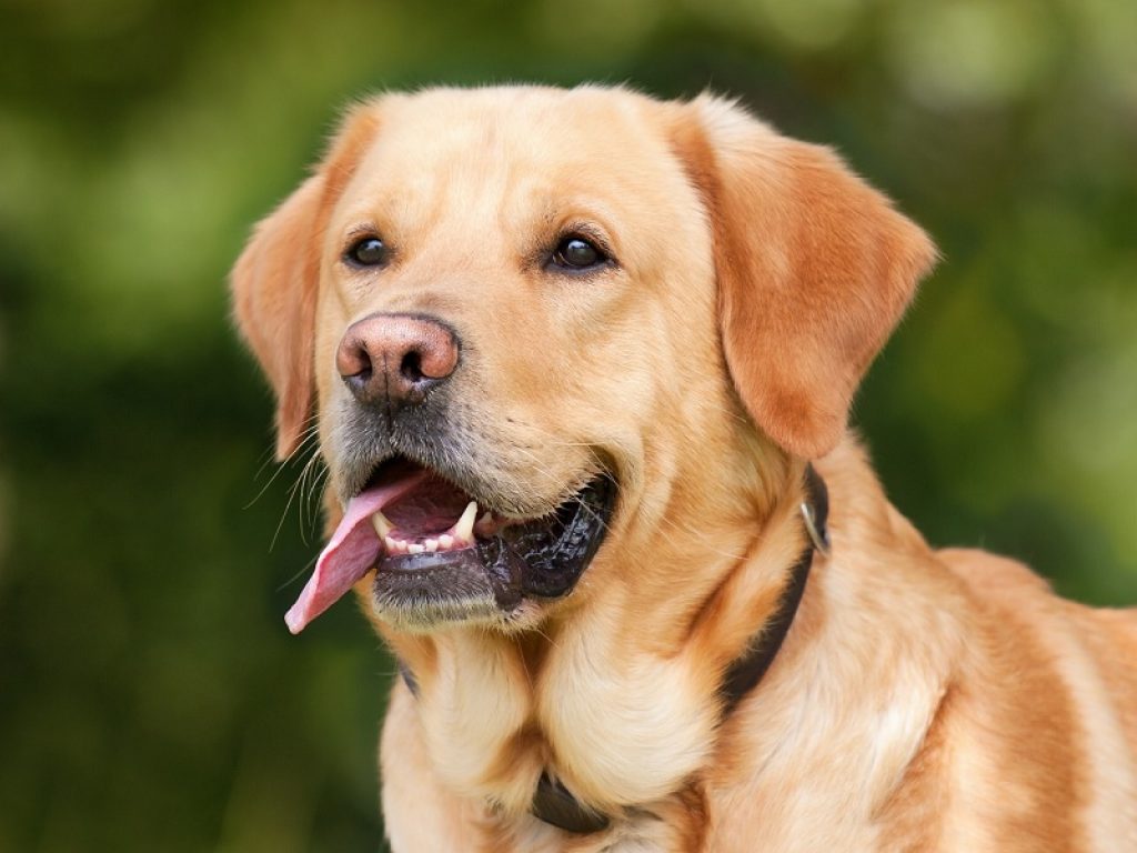 Labrador retriever coronavirus