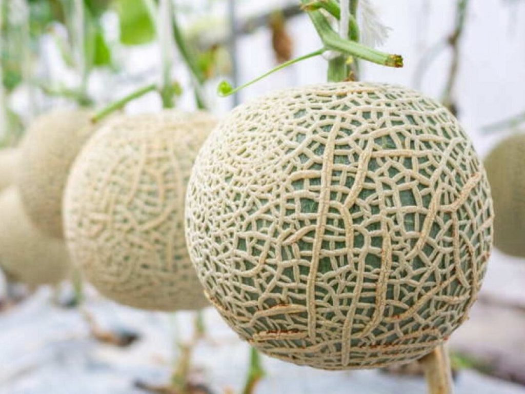 meloni qualità yubari