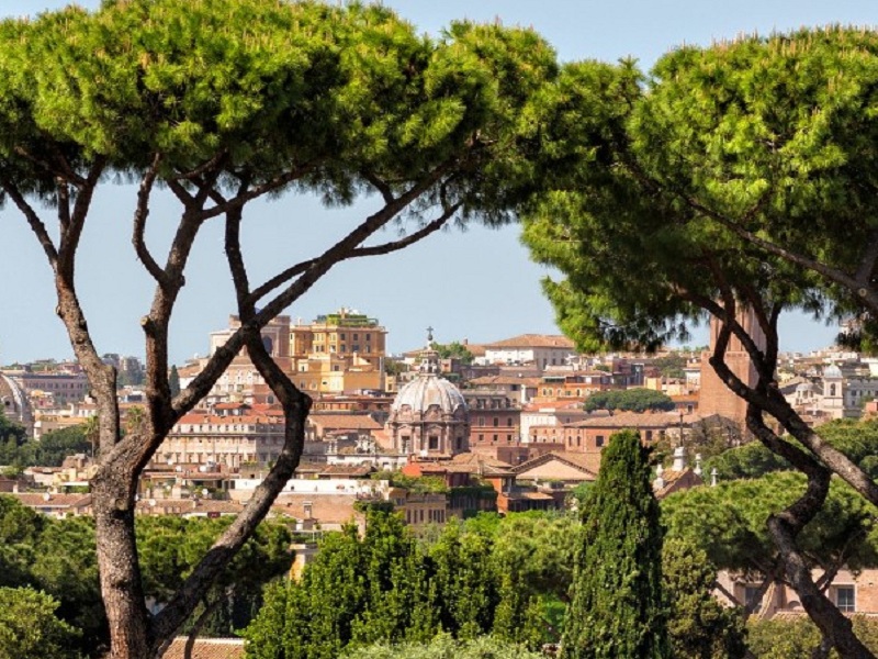 La Toumeyella parvicornis minaccia i nostri pini