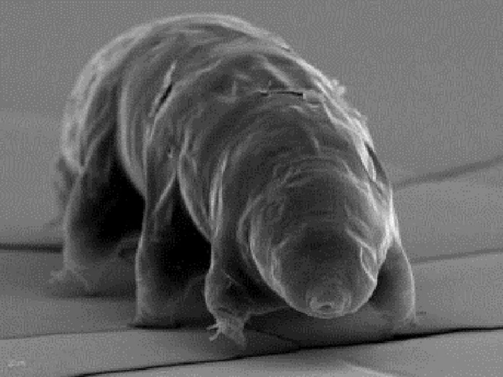 tardigradi al microscopio