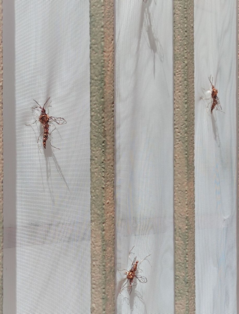 Zanzare p-untrici Spazio Thetis