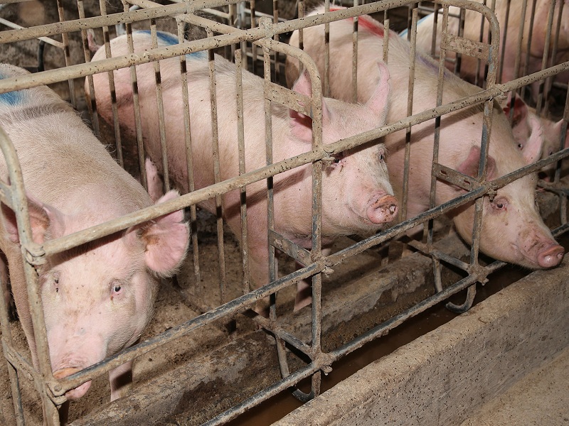 peste suina maiali allevamento in gabbia