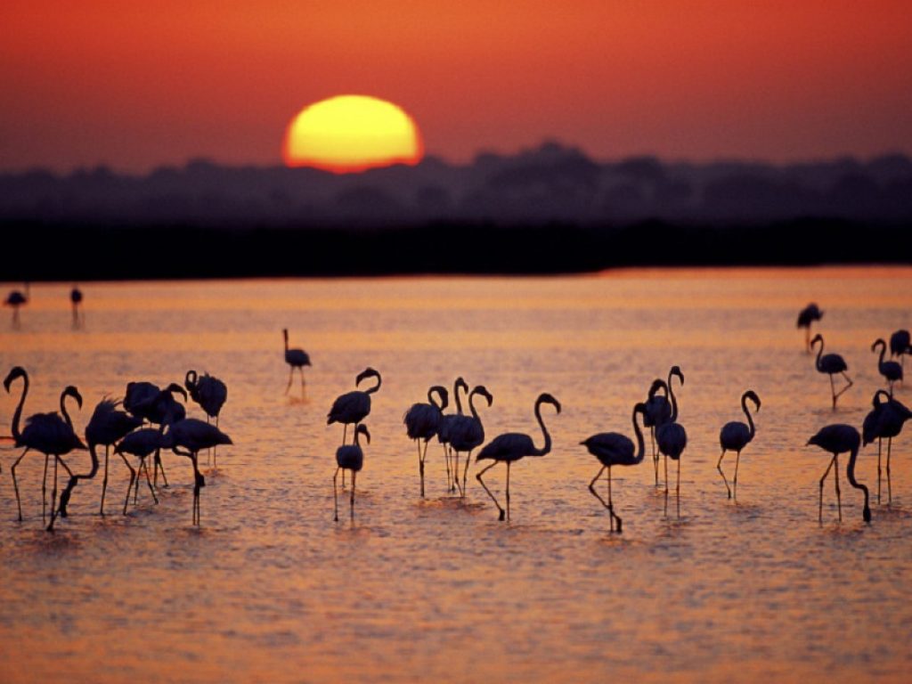 parco naturale di Doñana