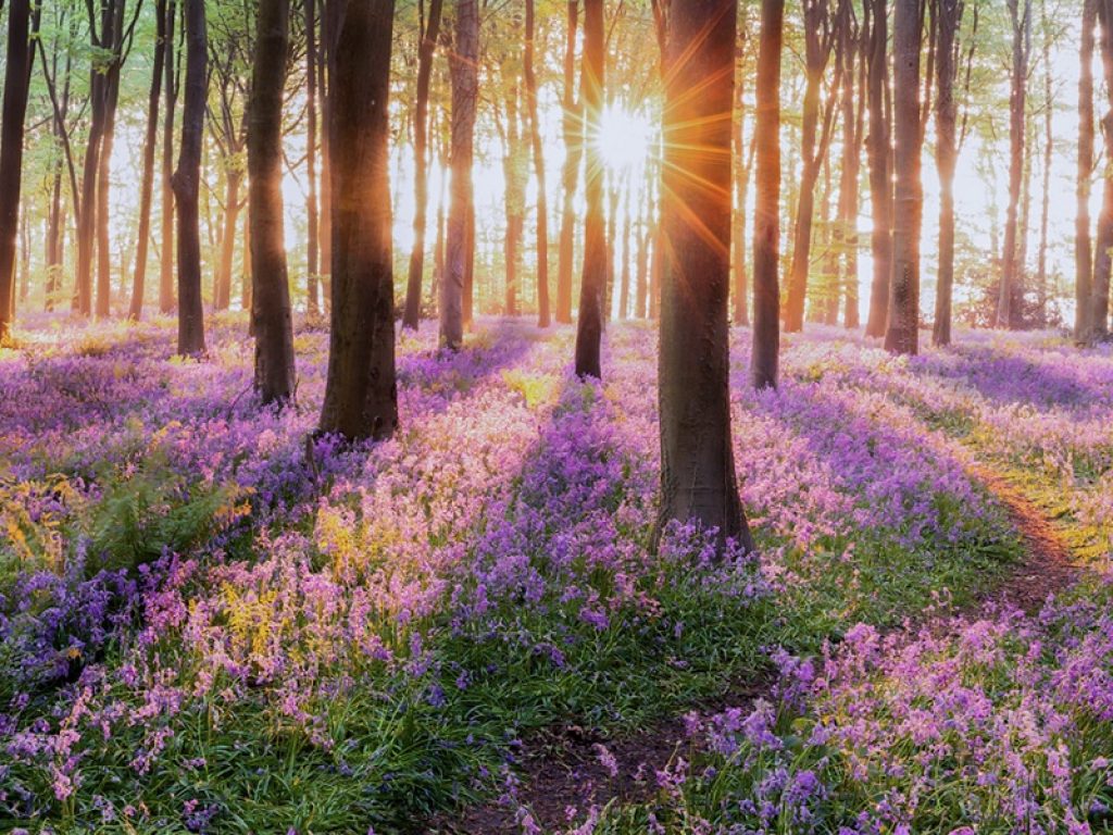 piante biodiversità