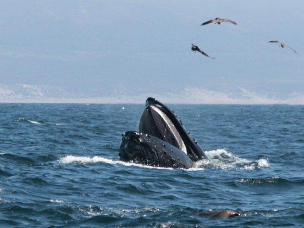 uomo ingoiato da una balena