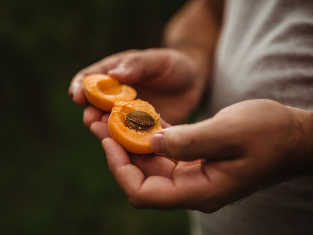 Albicocche Val Venosta