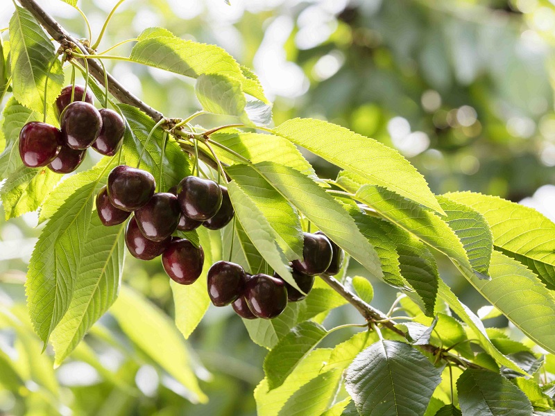 Le Ciliegie Val Venosta in arrivo nei supermercati