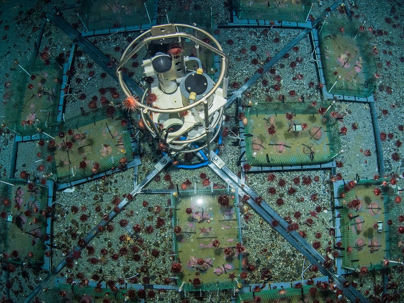 Antartide, primi dati dal laboratorio sottomarino del Mare di Ross