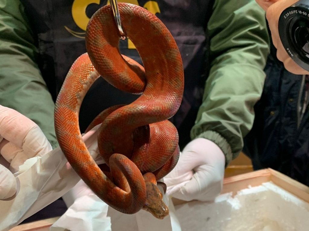 Si torna a viaggiare in tutto il mondo ma attenzione a riportare in Italia souvenir esotici: si rischia una multa da 6mila fino a 30mila euro