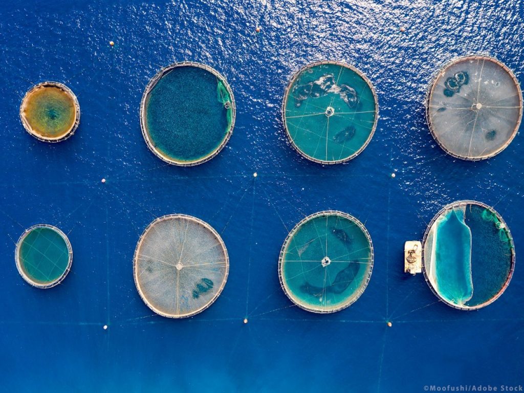Fondo UE per gli affari marittimi, la pesca e l'acquacoltura: stanziati 6,1 miliardi di euro per rafforzare la sostenibilità del mare