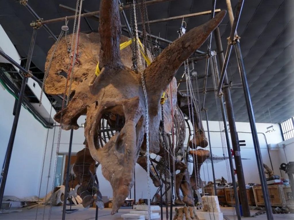 Big John all’asta: il triceratopo ricostruito nei laboratori della ditta Zoic di Trieste è stato venduto per più di sei milioni di euro