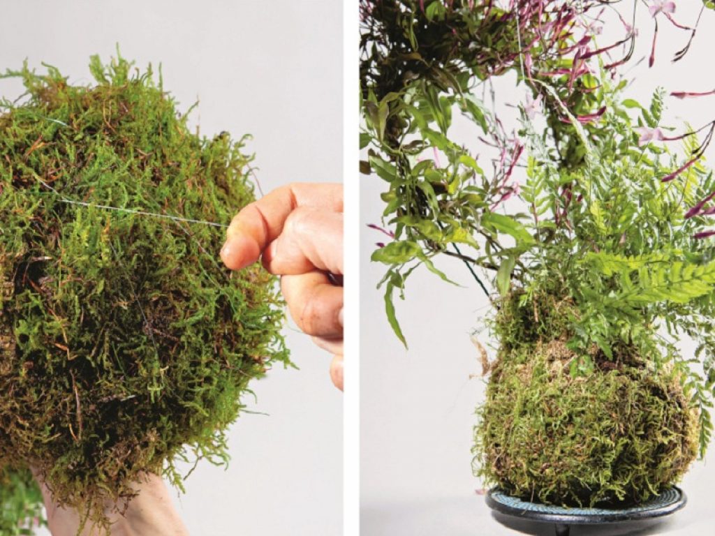 Arriva in libreria "La casa verde"