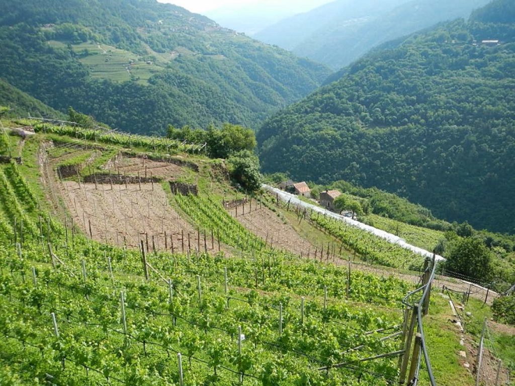 agricoltura trentino distretti del cibo