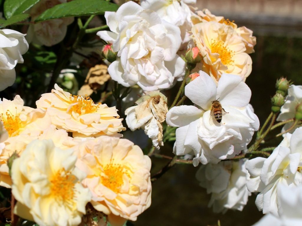 Le api trovano casa al Giardino di Boboli
