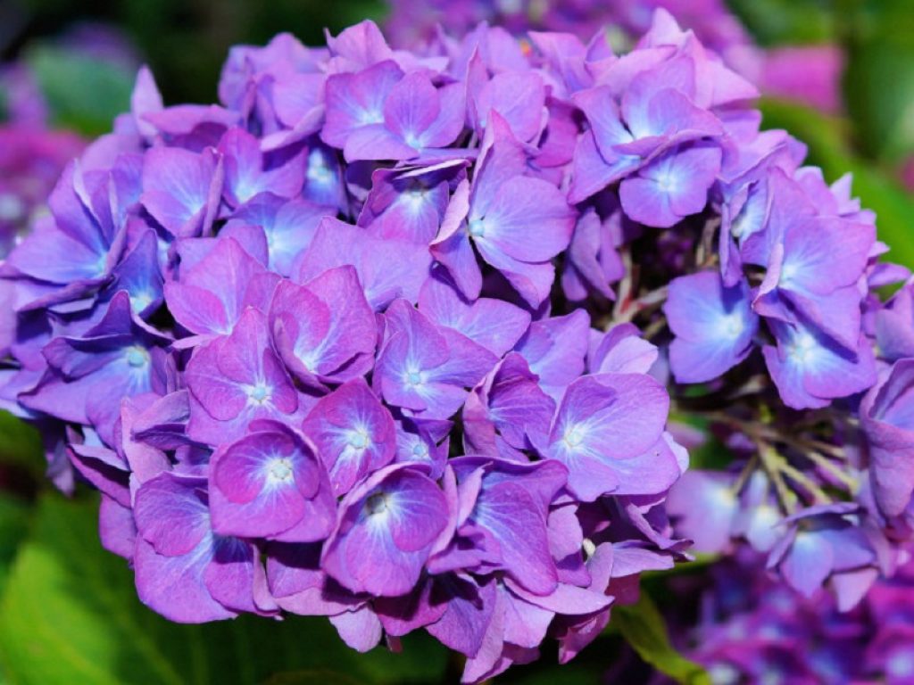 ortensia come coltivare