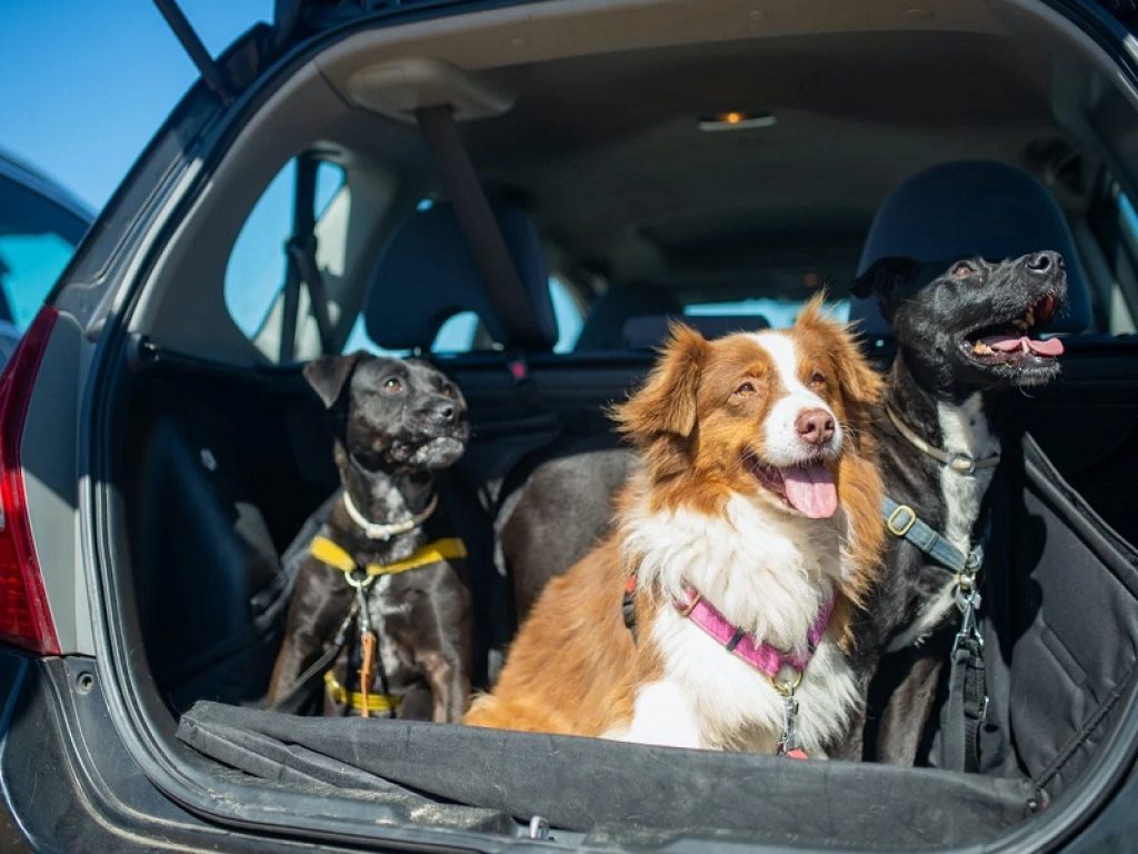 Italia nella morsa del caldo africano, l'Associazione Italiana Difesa Animali ed Ambiente lancia un appello: "Non lasciate i cani sul balcone o chiusi in automobile"