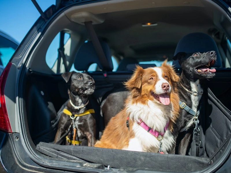 Italia nella morsa del caldo africano, l'Associazione Italiana Difesa Animali ed Ambiente lancia un appello: "Non lasciate i cani sul balcone o chiusi in automobile"