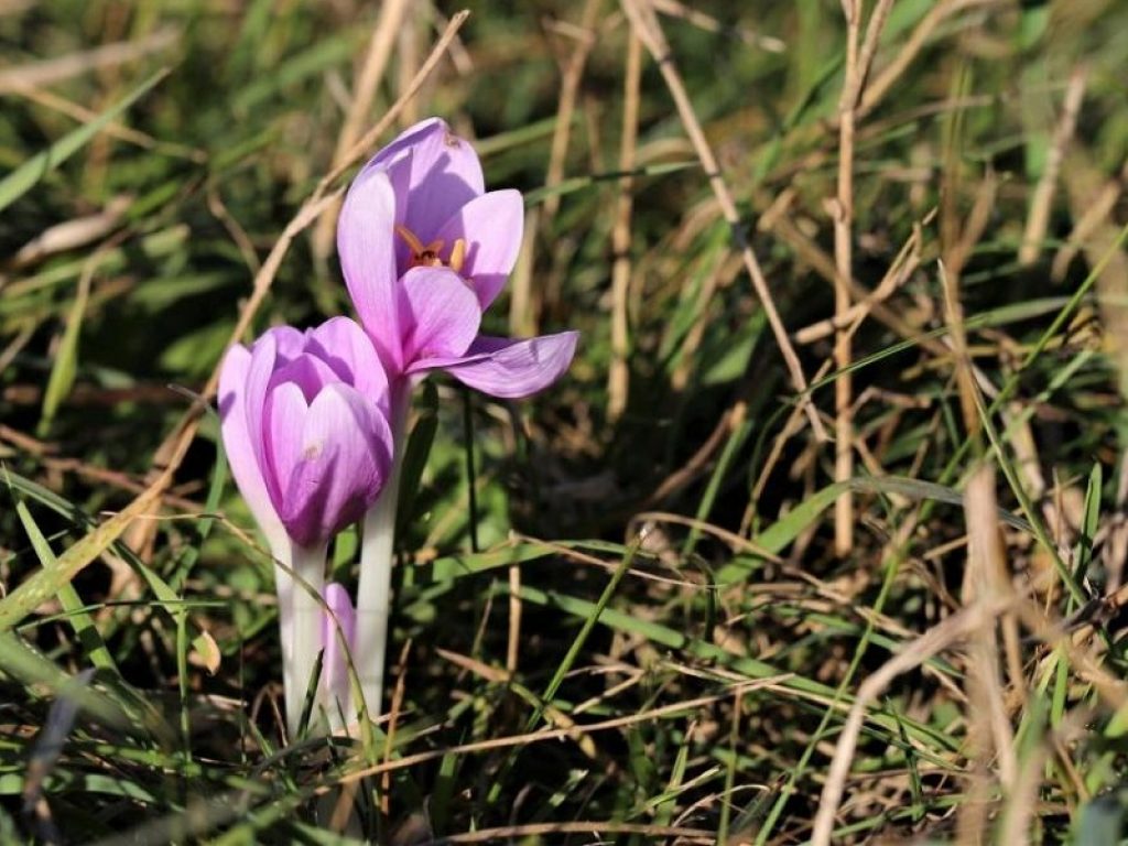 Il Colchico d’Autunno, definito anche falso zafferano, è una pianta velenosa che fiorisce nei mesi di settembre e ottobre: ecco come riconoscerla
