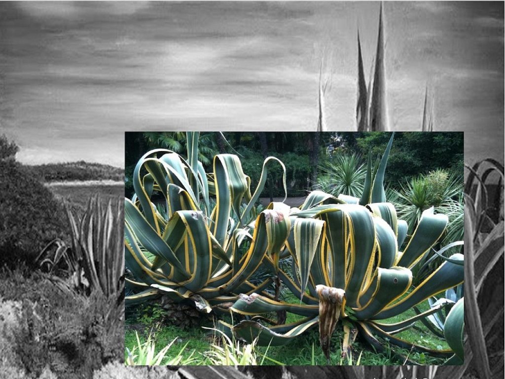 L’erbario in viaggio a cura di Claudia Zanfi / Atelier del Paesaggio a Green Island 2021 Milano Design Week: un percorso di immagini dedicate al rapporto uomo-natura