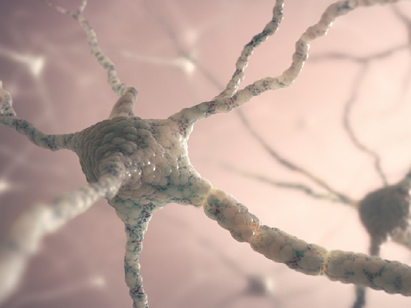 Nuove speranze di cura per la Gangliosidosi GM2