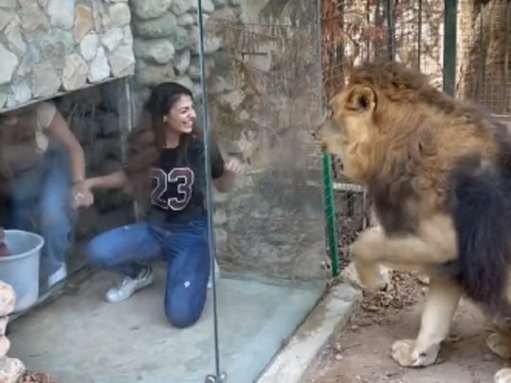 Libano: leoni umiliati allo zoo di Deir Tamich