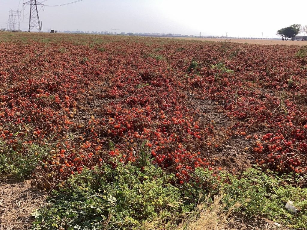 Caldo al Sud: filiera del pomodoro in crisi