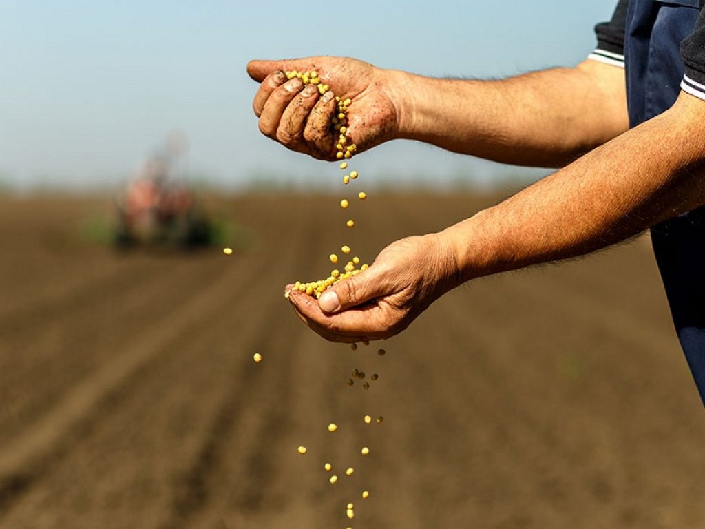 sementi biologiche soia
