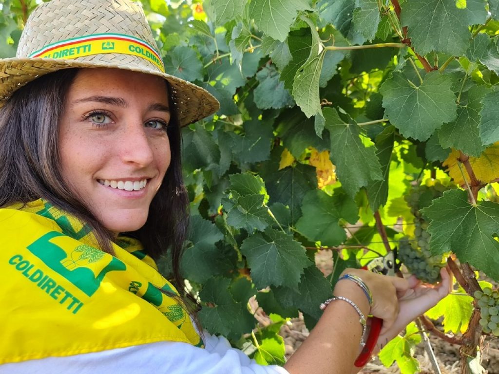 Vendemmia 2021 al via in Italia con lo stacco del primo grappolo di uve bianche Chardonnay, le prime a essere raccolte, a Monreale in Sicilia