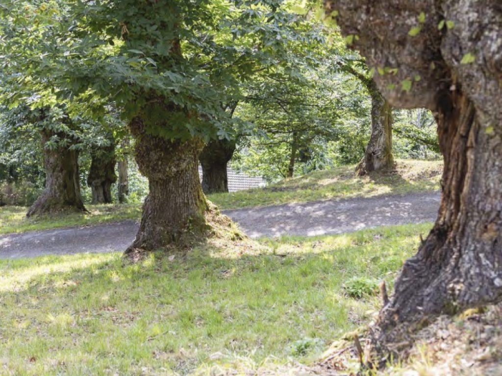 Corona di Matilde castagneto