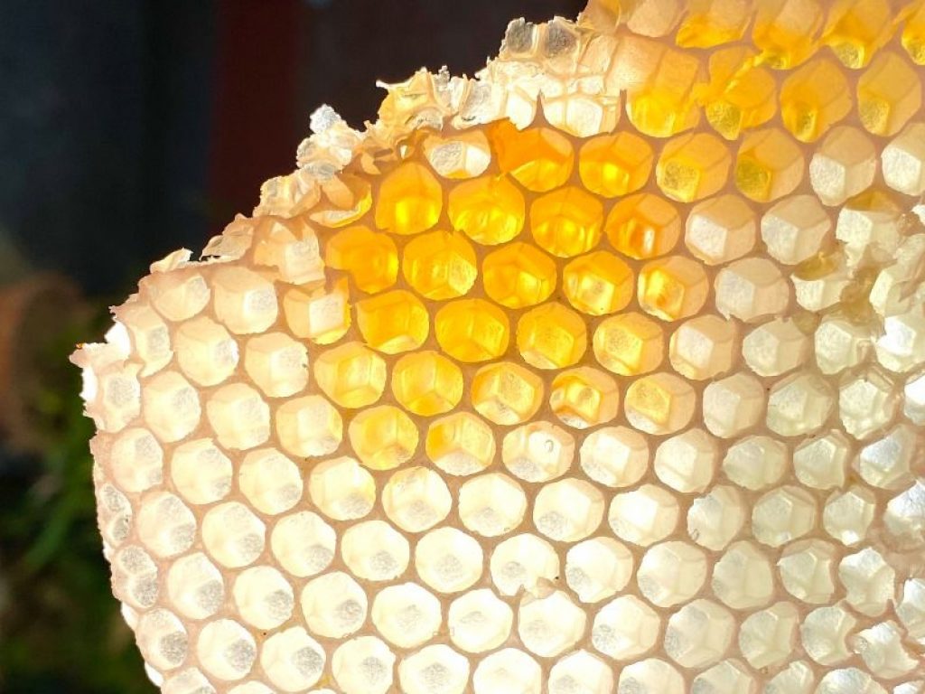 Italia senza miele ma anche i magazzini stentano a riempirsi: in flessione l'import, Ungheria primo fornitore, crolla la Cina