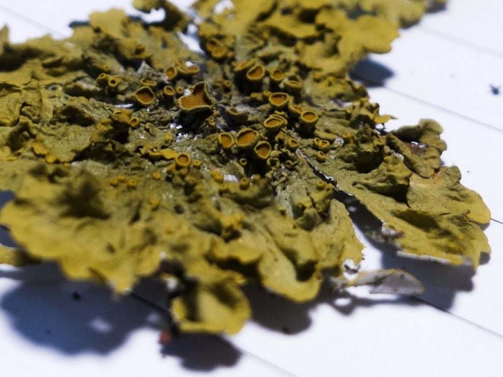 Xanthoria parietina lichene