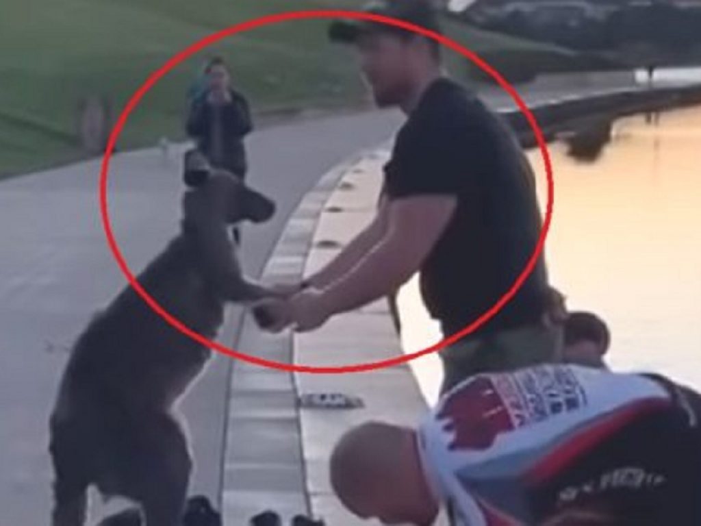 Canguro cade in un lago e “ringrazia” i suoi soccorritori: il video girato a Canberra, in Australia, è virale sui social network