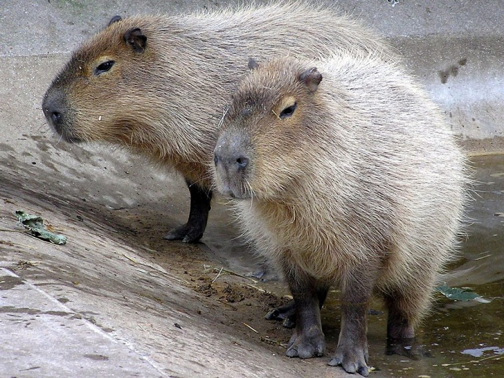 capibara