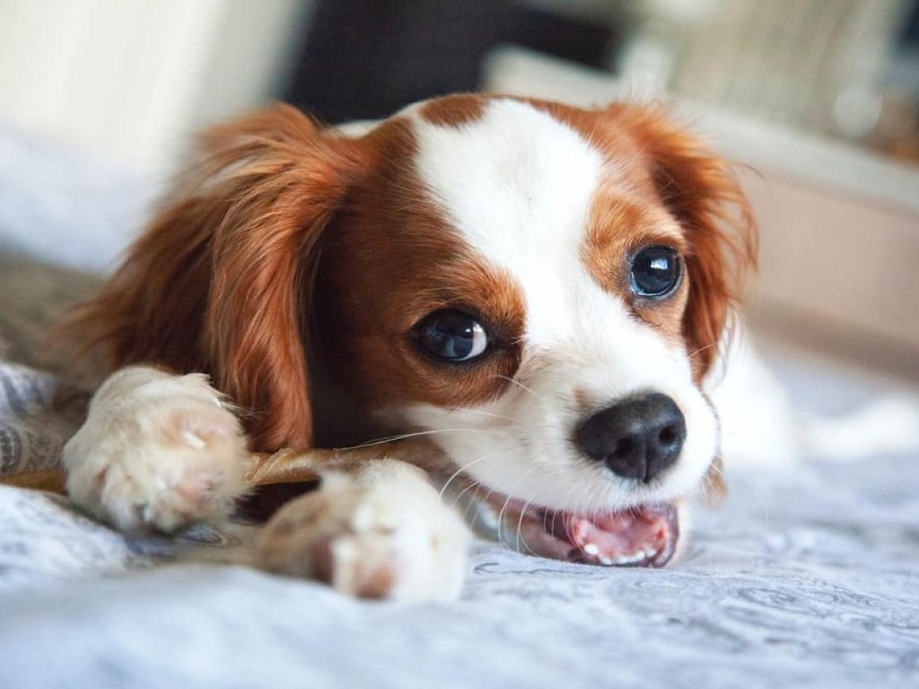 cavalier king razza