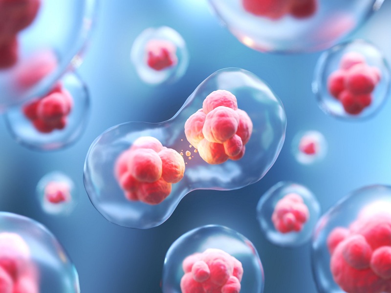 staminali ematopoietiche