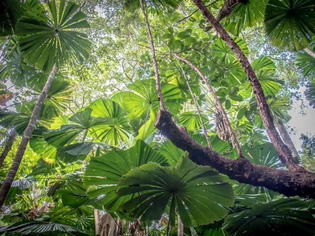 La foresta Daintree torna ai nativi australiani