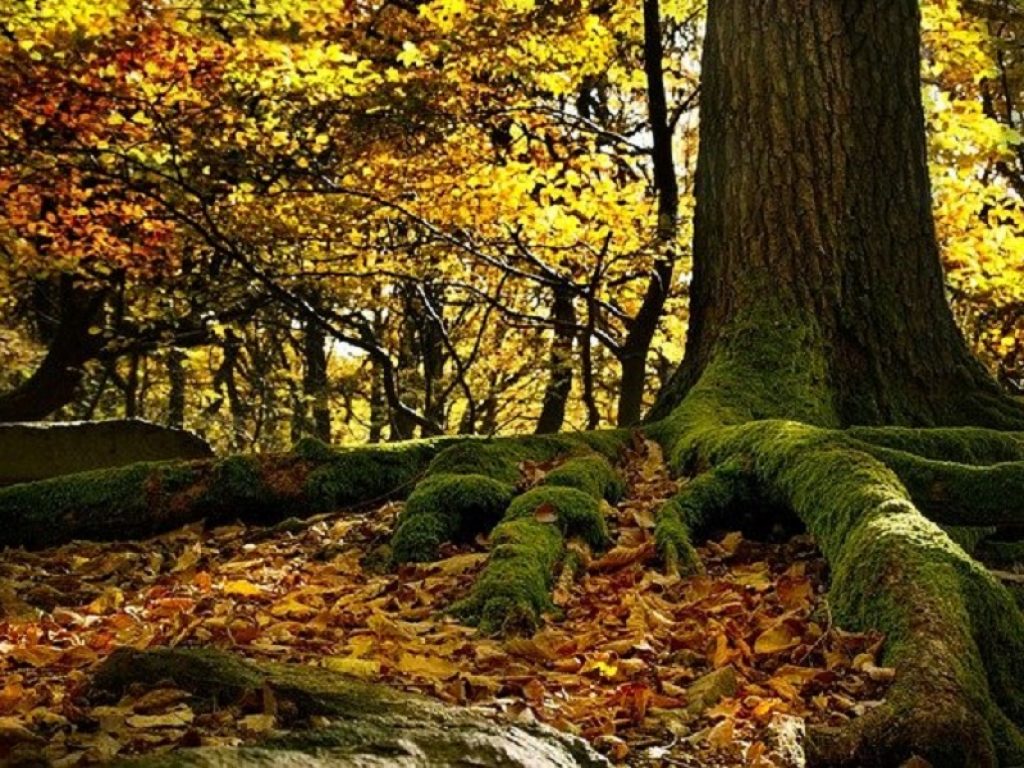 strategia forestale nazionale