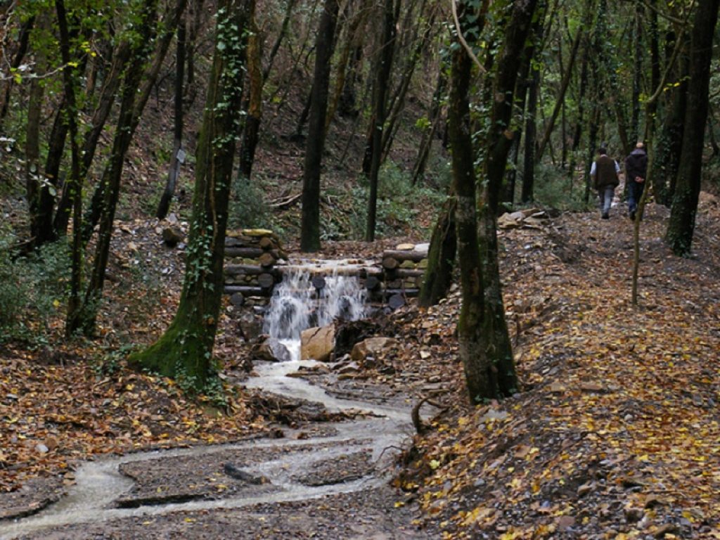 Agricoltura: in Toscana altri 25 milioni per le foreste