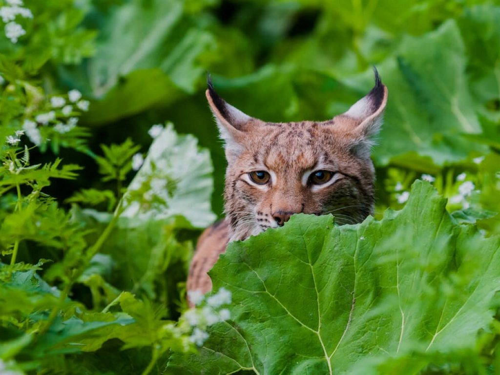 Accertata la prima riproduzione di una lince traslocata in Slovenia nell'ambito del progetto LIFE Lynx supportato dal WWF