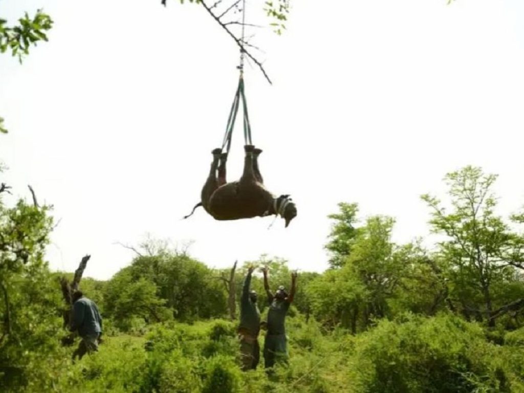 Un mondo di stranezze: ecco i premi Ig Nobel 2021