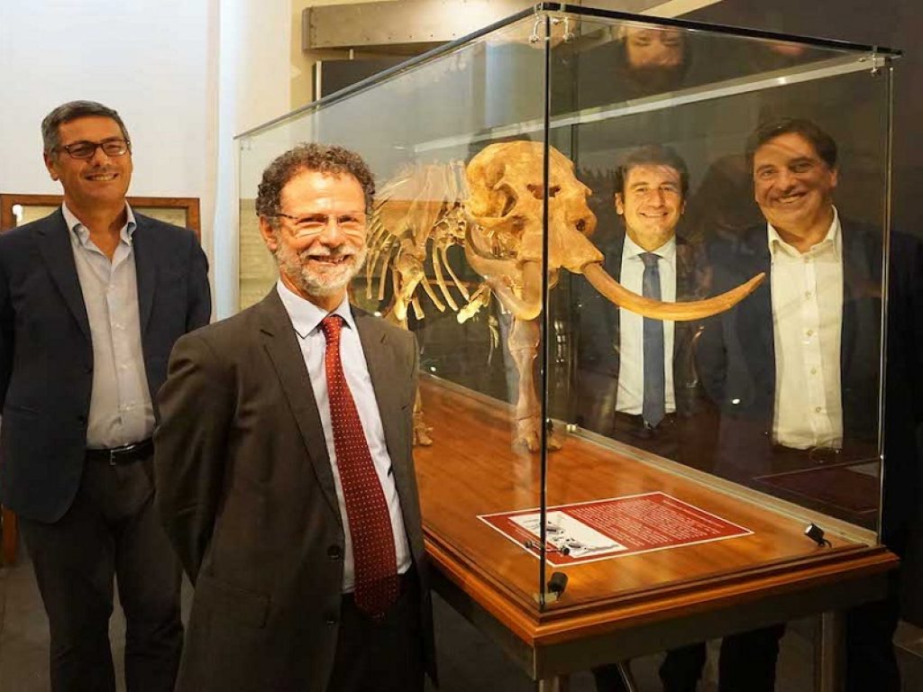 In mostra a Catania lo scheletro dell’elefante più piccolo mai esistito: alto appena 90 cm, è testimonianza del fenomeno di nanismo insulare