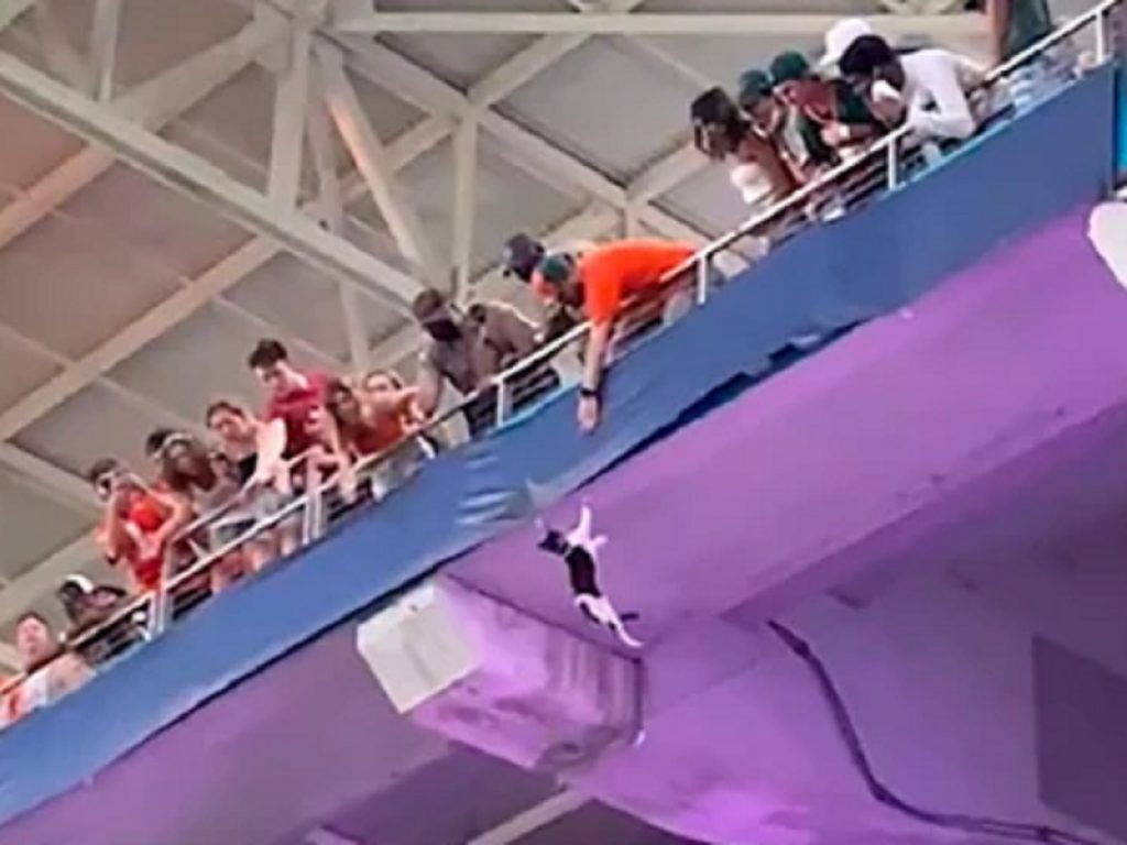 gatto appeso nel vuoto allo stadio: il video è virale