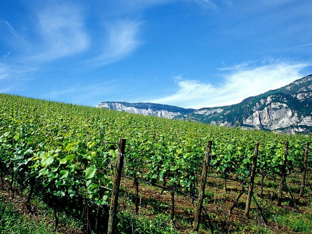 In Trentino fondi per settore vitivinicolo ed enoturistico