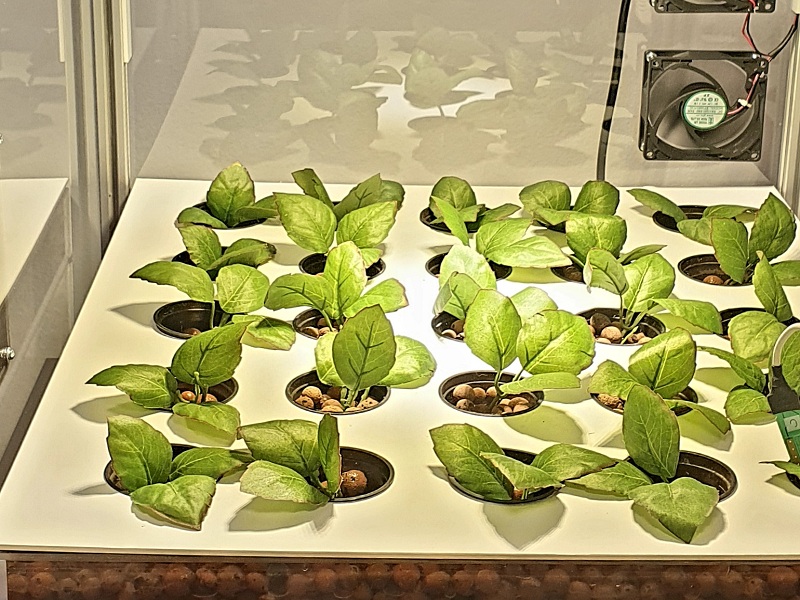 ENEA partecipa alla mostra “La Scienza di Roma” con le tecnologie di frontiera