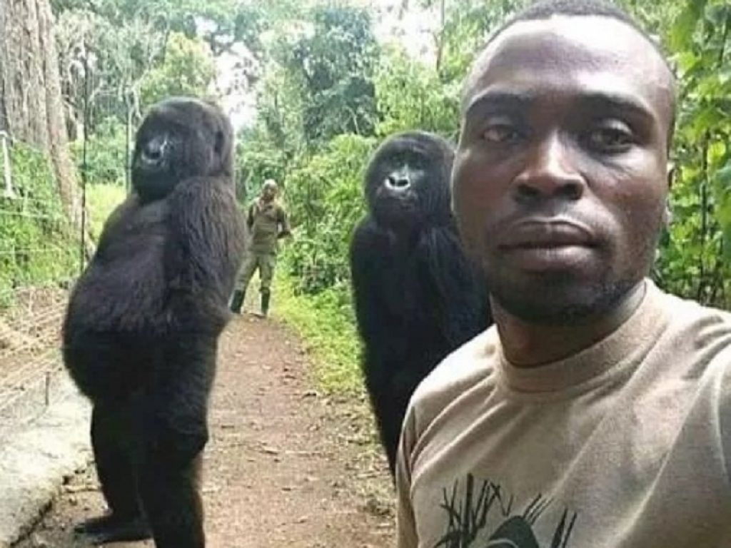 Congo, è morta Ndakasi: era la gorilla regina dei selfie